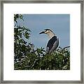 Black-crowned Night Heron Framed Print