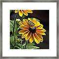 Black-eye Susan With Butterfly Framed Print