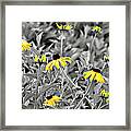 Black-eyed Susan Field Framed Print