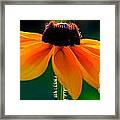 Black Eyed Susan Framed Print