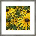 Black Eyed Susans Framed Print