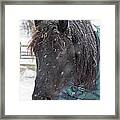 Black Horse In Snow Framed Print