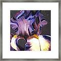 Black Iris Framed Print