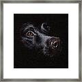 Black Labrador Painting Framed Print