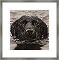 Black Labrador Portrait Ii Framed Print