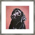 Black Labrador Portrait Painting Framed Print