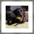 Black Labrador Retriever And Puppy Framed Print