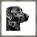 Black Labrador Retriever Dog Monochrome Framed Print