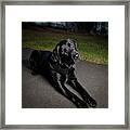 Black Labrador Retriever Lying Down Framed Print