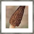 Black Morel Framed Print