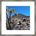 Black Mountain Yucca Framed Print