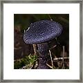 Black Mushroom Framed Print