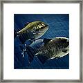 Black Pacu Framed Print