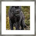 Black Panther Framed Print