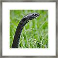 Black Racer Framed Print