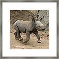 Black Rhinoceros Calf Running Framed Print