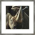 Black Rhinoceros Portrait Framed Print