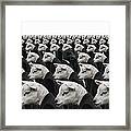 Black Sheep Amongst White Sheep Framed Print