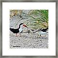 Black Skimmers Framed Print