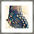 Black Swallowtail Butterfly Framed Print