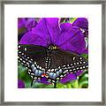 Black Swallowtail Butterfly, Papilio Framed Print
