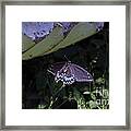 Black Swallowtail In Flight Framed Print