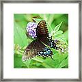 Black Swallowtail Framed Print