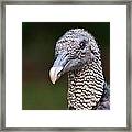 Black Vulture Framed Print