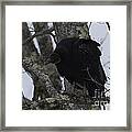 Black Vulture Framed Print