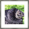 Black Vulture Waiting For Prey Framed Print