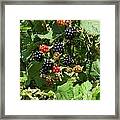 Blackberries Framed Print