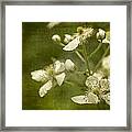 Blackberry Flowers With Textures Framed Print