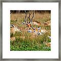 Blackbuck Young Males And Females In The Grass Framed Print