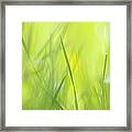 Blades Of Grass - Green Spring Meadow - Abstract Soft Blurred Framed Print