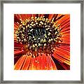 Blazing Sunflower Framed Print