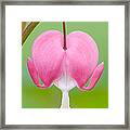 Bleeding Heart Framed Print