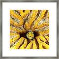 Blenny Living In Brain Coral, Bonaire, N Framed Print