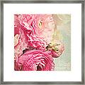 Bloom - Pink Ranunculus Framed Print