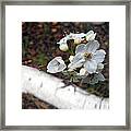 Blooming Bud Framed Print