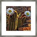 Blooming Cactus Framed Print