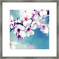 Blooming Cherry Tree Framed Print