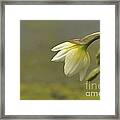 Blooming Daffodils Framed Print