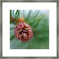 Blooming Pine Cone Framed Print