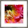 Blooming Pink Explosions Framed Print
