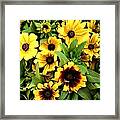 Blooming Sunshine Framed Print