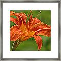 Blooming Tiger Lily Framed Print