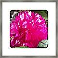 Blooming Today. #peony #flower #bloom Framed Print