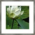 Blooming White Lotus Framed Print