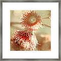 Blossom And Bokeh Framed Print