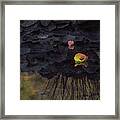 Blossom Rain 40 Framed Print